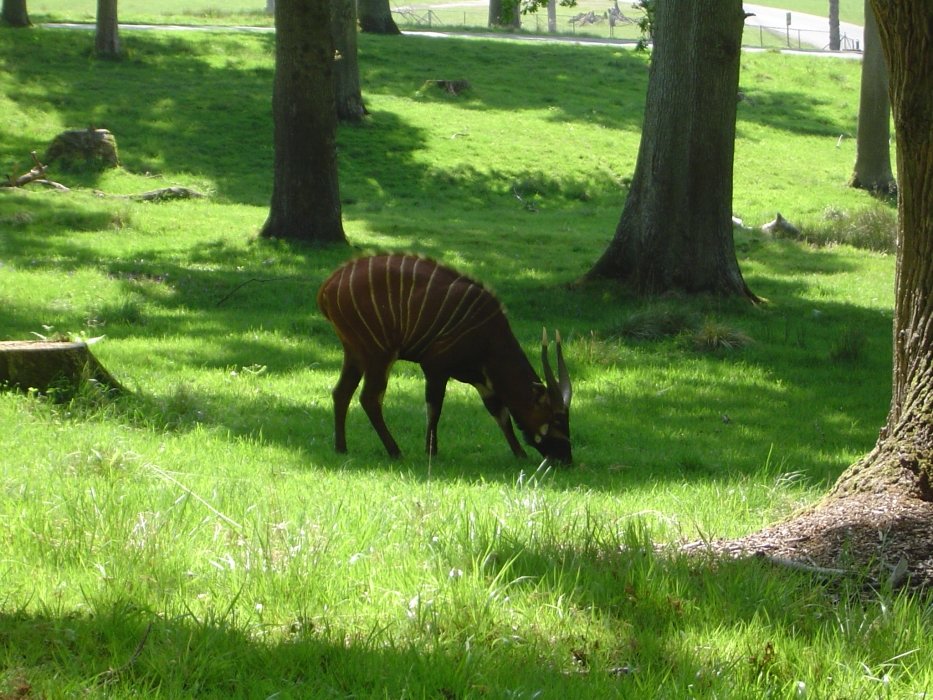 dsc05487longleat.jpg