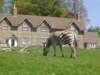 dsc05496blackwithwhitestripes_small.jpg