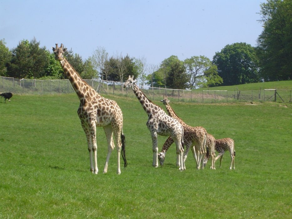 dsc05497gracefulgiraffs.jpg