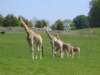 dsc05497gracefulgiraffs_small.jpg