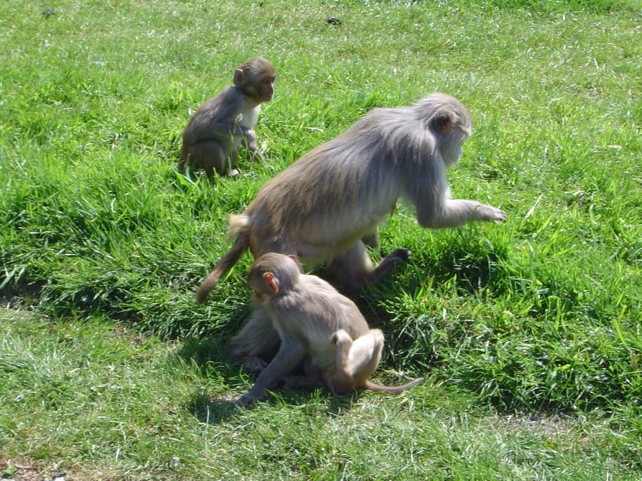 dsc05508monkeyenclosure.jpg