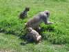 dsc05508monkeyenclosure_small.jpg