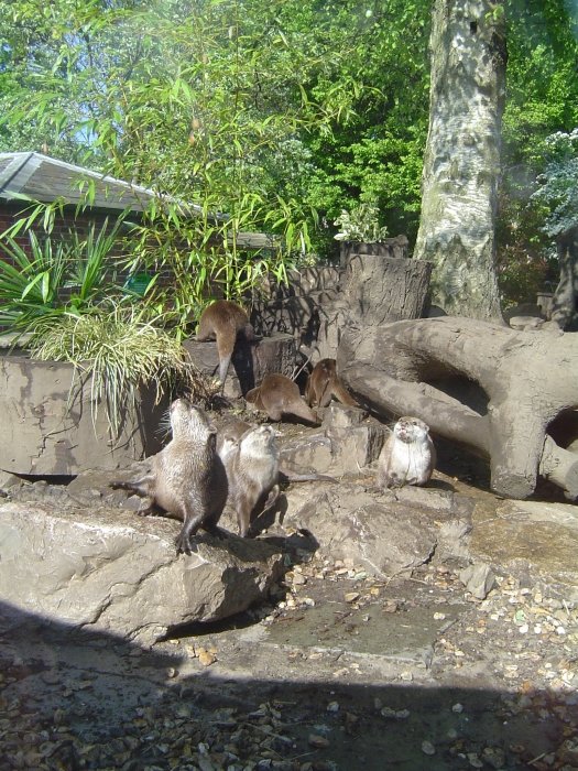 dsc05546otterfamily.jpg