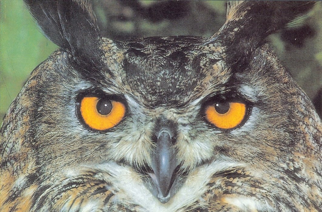 europeaneagleowl.jpg