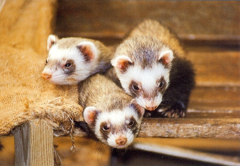 polecats.jpg