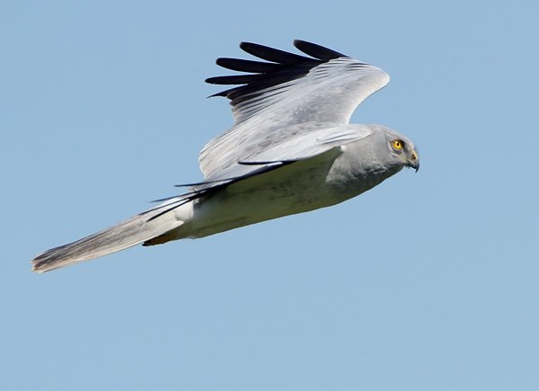 vtsportugal07henharriermale3.jpg