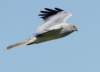 vtsportugal07henharriermale3_small.jpg