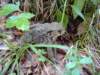 grnkopfhikejuly07dsc00670hugefrog_small.jpg